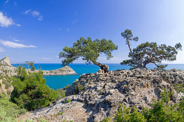 Old curved junipers on the seashore.