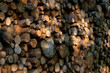 © ON-Photography - Holz Stapel Licht Wald Fichten Stamm Stämme Rinde Schnittfläche Kettensäge Harvester Los Förster Waldarbeiter Borkenkäfer Plage Klimawandel Erderwärmung Hitze Sauerland Deutschland Jahreringe