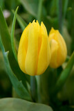 Fototapeta Tulipany - Closeup of a Vibrant Yellow Tulip in the Garden	