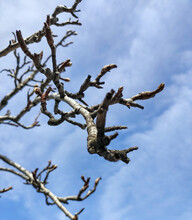 Branches Reaching For The Sky: A Peaceful Nature Scene, Brown Branches Without Leaves, Gentle Clouds