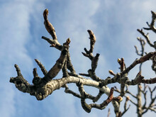 A Touch Of Nature: Blue Skies And Tree Branches, Brown Branches Without Leaves, Gentle Clouds