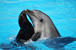 dolphins and sea lions, swimming pool with dophin