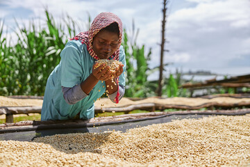 african female worker is mixing coffee beans on drying tabels at washing station
