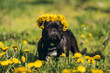 French Bulldog in dandelions outdoors in spring or summer. National dog day. A funny dog sits among flowers with a wreath on his head and smiles.
