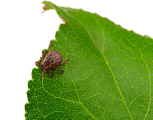 Canvas Print - Tick insect sitting on a green leaf