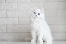 White Fluffy Kitten With Blue Eyes Posing Indoors