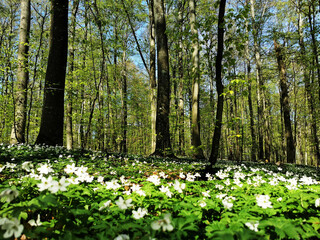 Sticker - Beautiful landscape of springtime Bokeskogen in Larvik, Norway