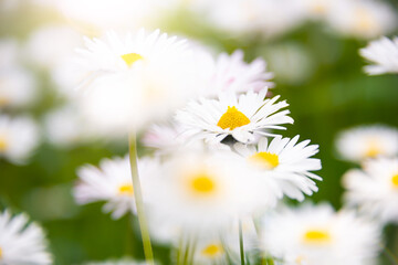 Green field with blooming wild daisy flowers in summer