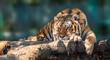 Siberian or Amur tiger with black stripes lying down on wooden deck. Full big size portrait. Close view with green blurred background. Wild animals watching, big cat