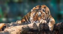 Siberian Or Amur Tiger With Black Stripes Lying Down On Wooden Deck. Full Big Size Portrait. Close View With Green Blurred Background. Wild Animals Watching, Big Cat