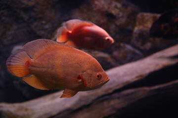 Beautiful parrot cichlid fish in clear aquarium