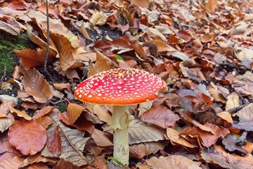 Wall Mural - fly mushroom in autumn forest