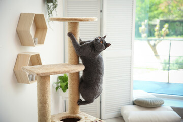 Sticker - Cute pet on cat tree at home