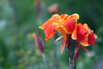 Wall Mural - Canna Lily in the garden for background