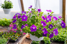 Ornamental Flowerpots With Purple Petunia