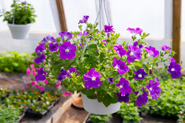 Fotomurales - Ornamental flowerpots with purple petunia