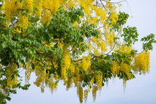 Cassia Fistula Or Golden Shower Flower Are Blooming