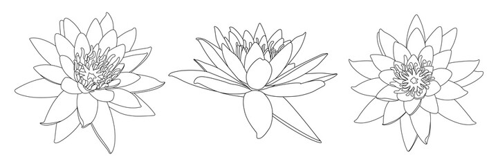 Beautiful lotus flower line drawing isolated element on white background. Black outline. Hand drawn style.Vector illustration.