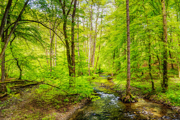 Canvas Print - Frühling im Brexbachtal im Westerwald