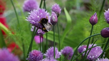 Wall Mural - Large Bumblebee Collecting Pollen From Chive Flowers