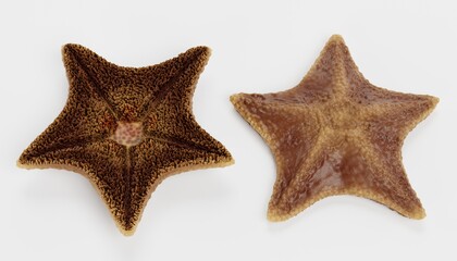 Wall Mural - Realistic 3D Render of Bat Starfish