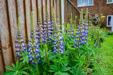 Purple Lupin Flowers, Colourful Spikes Rising Above The Leaves Of The Plant.