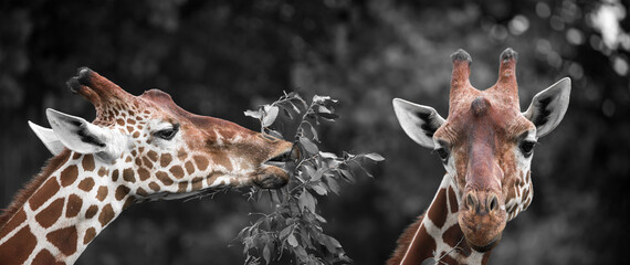 portrait of two cute giraffes