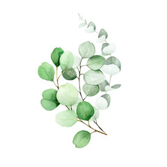 Wall Mural - watercolor drawing, bouquet of eucalyptus leaves. flower arrangement of eucalyptus leaves and branches. decoration for wedding, invitations, congratulations. clipart isolated on white background