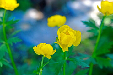 Bright yellow bathhouse flowers (Ranunculaceae) in the garden