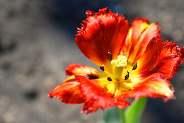 Red yellow beautiful tulip flower in the garden