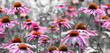 The Echinacea - coneflower close up in the garden