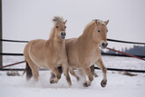 Fototapeta Konie - Norwegerstuten im Schnee