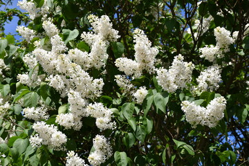 Wall Mural - a flowering bush of white lilac. large inflorescences.