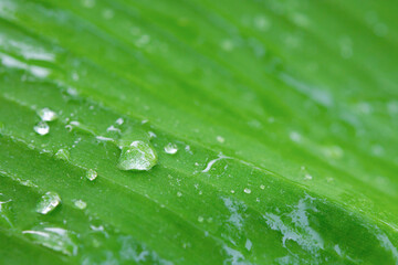 Wall Mural - Water drops on banana leaf backgroung.