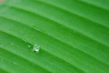 Wall Mural - Water drops on banana leaf backgroung.