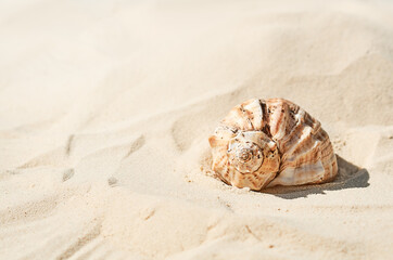 seashell on the sand in summer