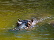 Płynący hipopotam . Swimming Hippo. 
