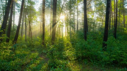 Aufkleber - Walk through the summer green forest in the rays of rising sun. Rich green foliage, light fog and sunrays shining through the trees. Gimbal HDR shot, 4K