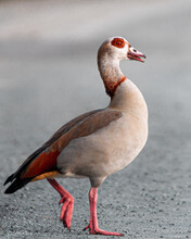 Vertical Shot Of An Egyptian Goose
