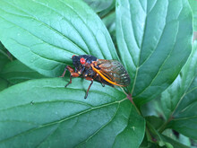 Adult Cicada Bug On Green Leaf
