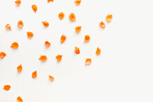Orange Petals On A White Background, Colored Background, Petals On A White Background 