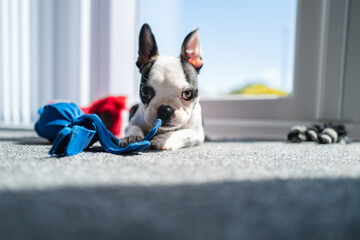 Poster - Boston Terrier puppy dog with a distinctive shape of ears lying on the floor in the sunshine from a window holding a soft toy