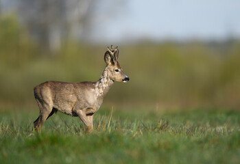 Wall Mural - Roe deer male ( Capreolus capreolus )