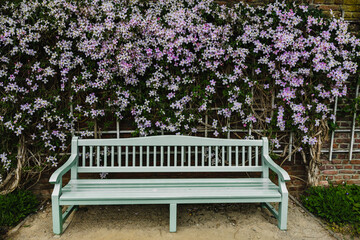 Wall Mural - wooden bench with beautiful white anemone clematis flowers on the background in the park