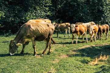 herd of cows