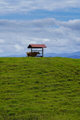 Beautiful View a Cow in the Meadow green hills eating in a magnificent landscape