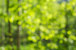 © Marina - Unfocused green forest with sunlight. Summer background.