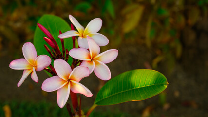 Frangipani plumeria flowers