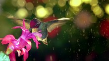 A Super Slow Motion Full HD Footage Of A Male Hummingbird Visiting Pink Flower On Rainy Day, 45 Degree Angle View.