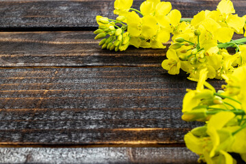 Wall Mural - Colza flower. Yellow rape flowers for healthy food oil on wooden background. Rapeseed plant, Canola rapeseed for green energy. Brassica napus flowers.